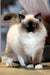 Ragdoll cat Gary lounging on carpet, showing off blue eyes and dark points