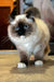 Adorable Ragdoll cat Gary with cream fur and dark points sitting proudly