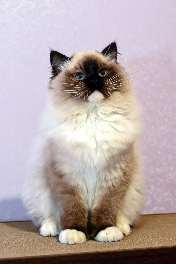 Ragdoll kitten Gary with dark points and blue eyes chilling on brick steps