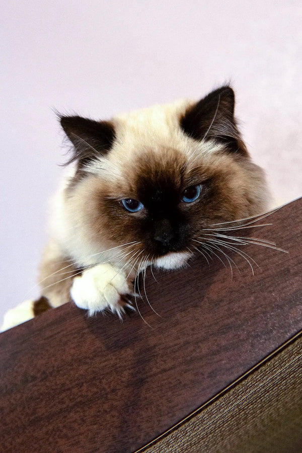 Ragdoll cat with dark points chilling on a brick ledge, perfect for Gary the Ragdoll Kitten