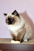 Fluffy Himalayan cat with dark points and cream fur from Gary Ragdoll Kitten collection