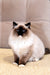 Himalayan cat with blue eyes and chocolate point coloring in Gary Ragdoll Kitten