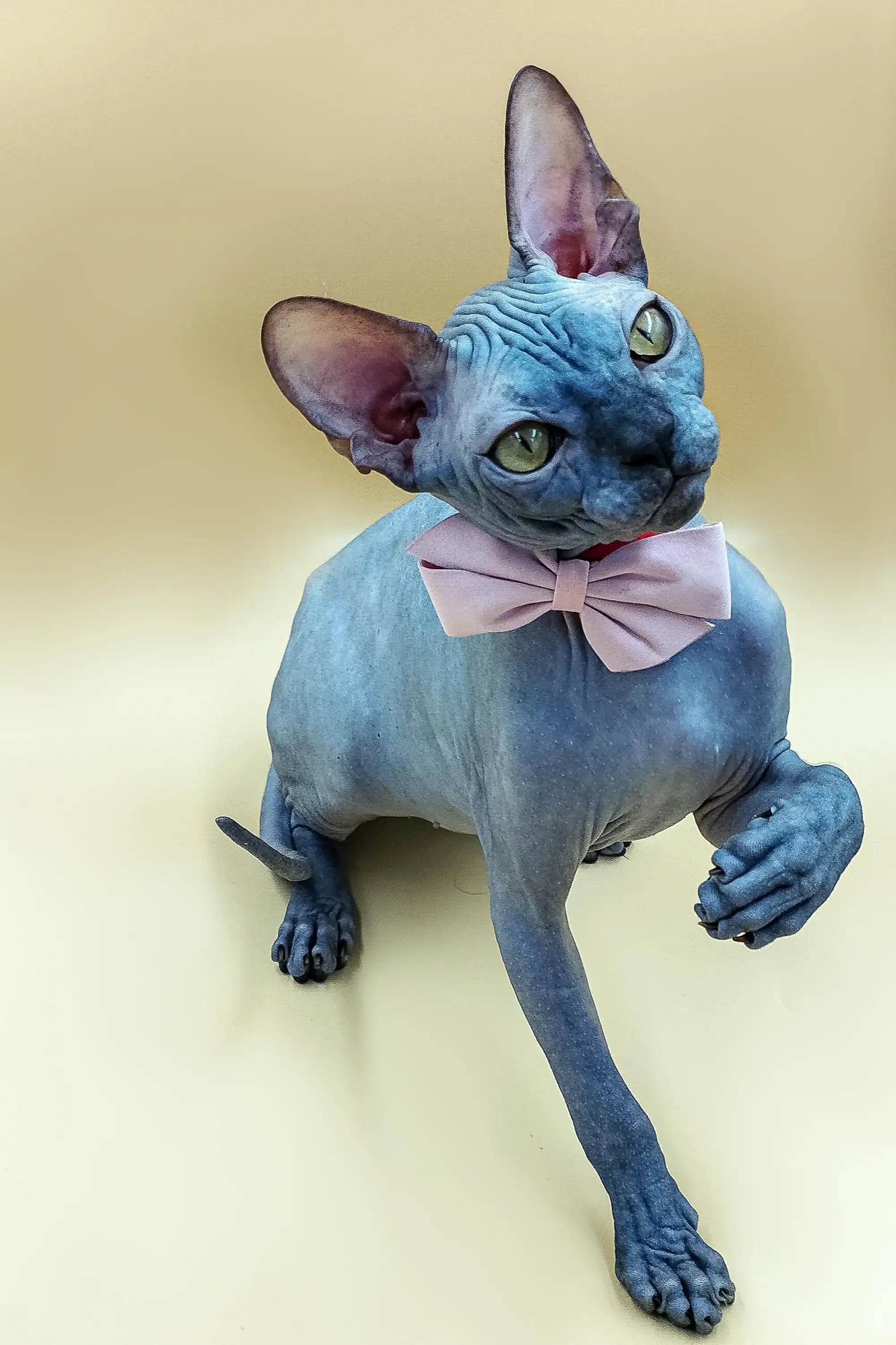 Sphynx Cats for Sale | Kittens For Gary| Kitten