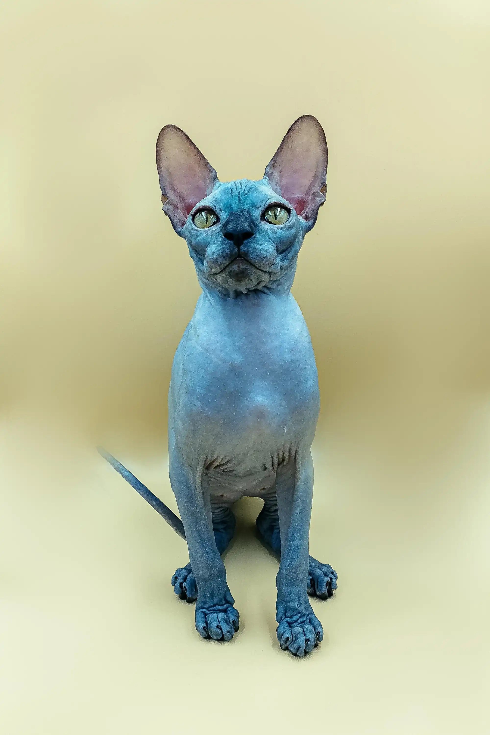 Sphynx Cats for Sale | Kittens For Gary| Kitten