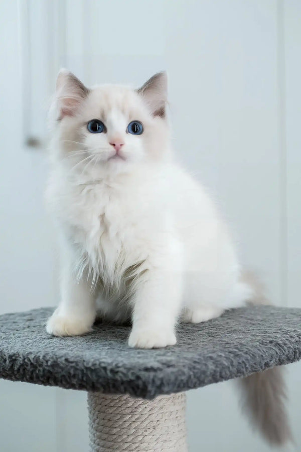 Gelato | ragdoll kitten