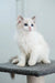 Gelato | ragdoll kitten