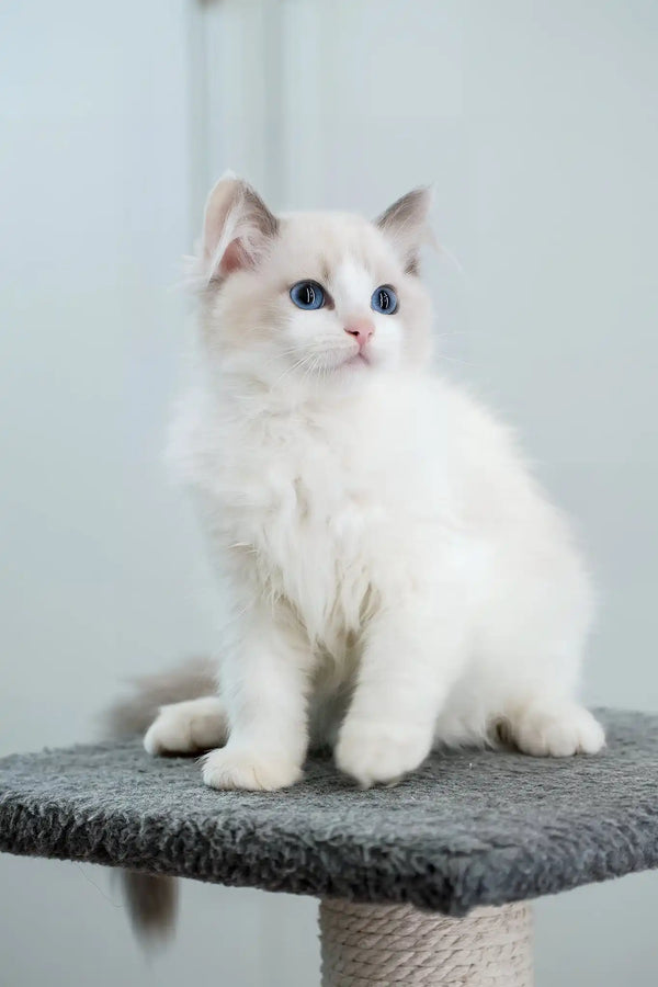 Gelato | ragdoll kitten