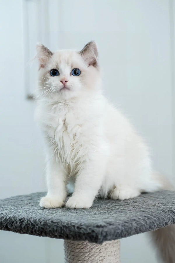 Gelato | ragdoll kitten