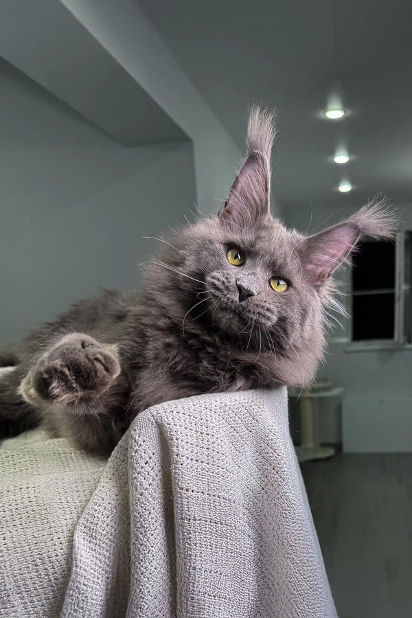 Gray Maine Coon cat lounging on a cozy knitted blanket in General Maine Coon Kitten product