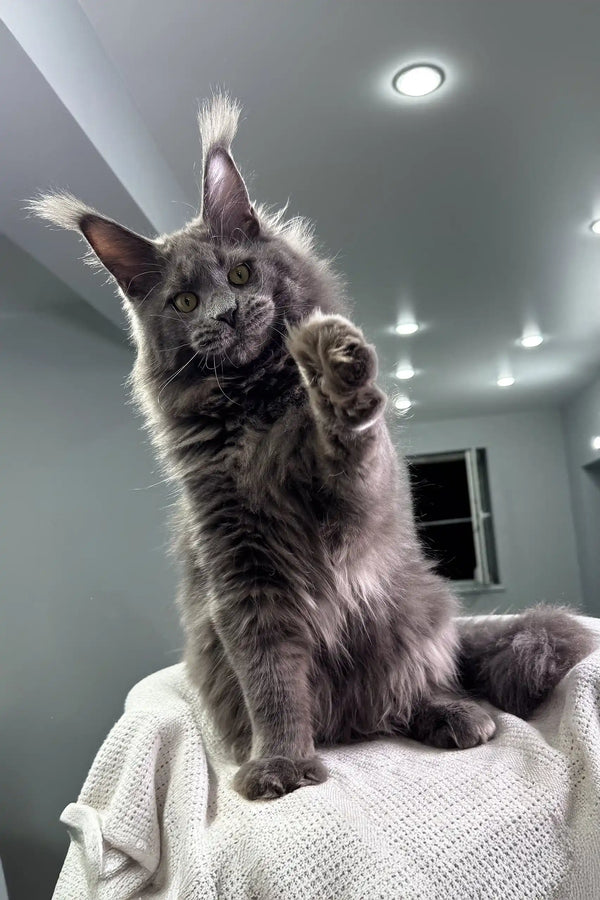 Grey Maine Coon cat playfully raising paw on a cozy white blanket, perfect for Maine Coon lovers