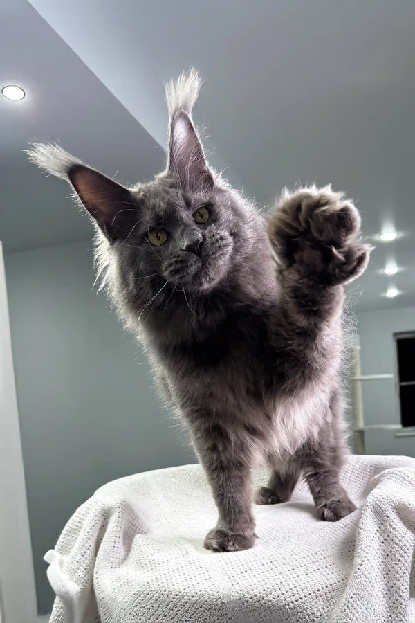 Grey fluffy Maine Coon kitten stretching with one paw raised up