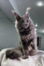 Majestic grey Maine Coon cat with ear tufts lounging on a cozy light blanket