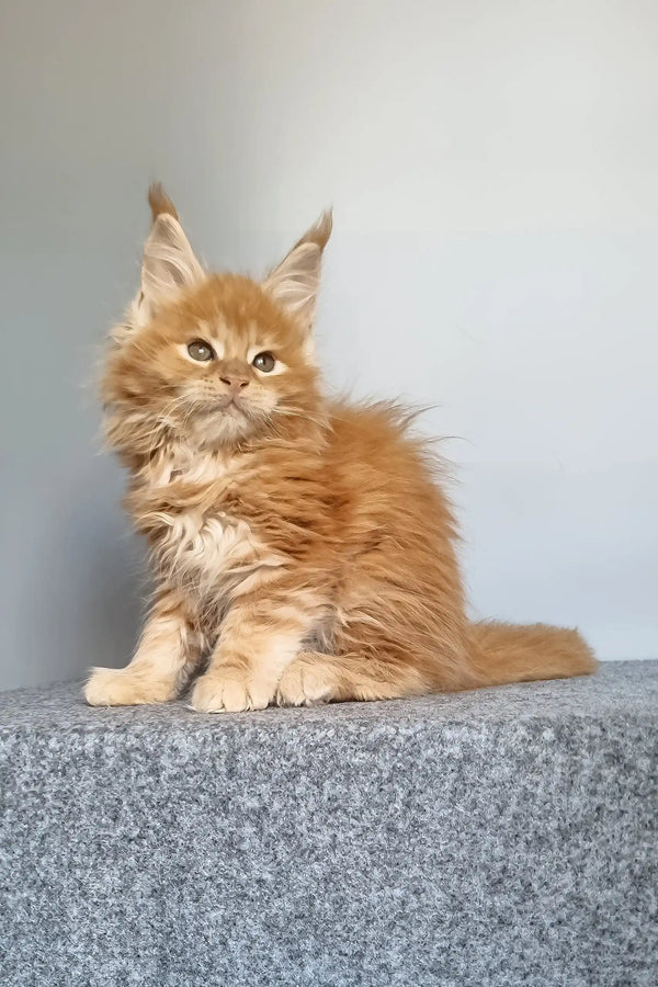Genri | maine coon kitten
