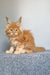 Genri | maine coon kitten