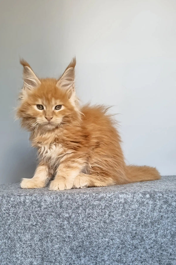 Genri | maine coon kitten