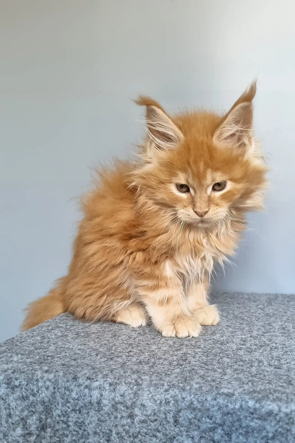 Genri | maine coon kitten