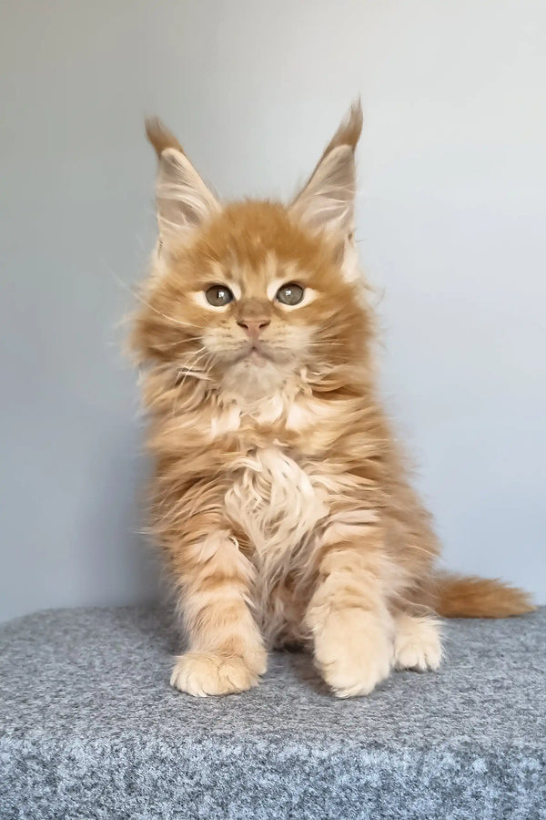 Genri | maine coon kitten
