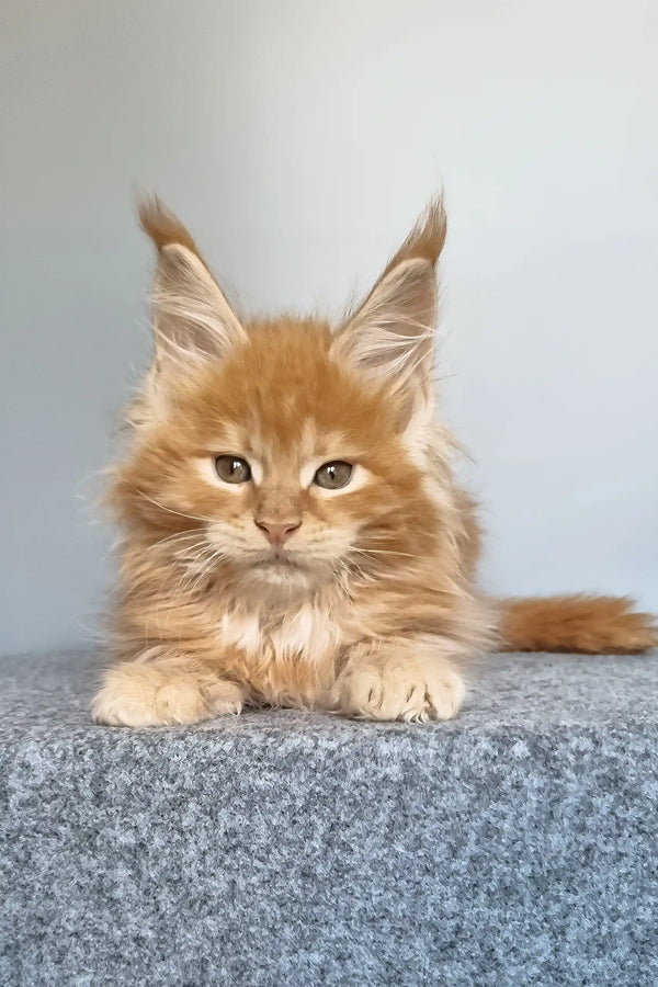 Genri | maine coon kitten