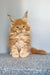 Genri | maine coon kitten