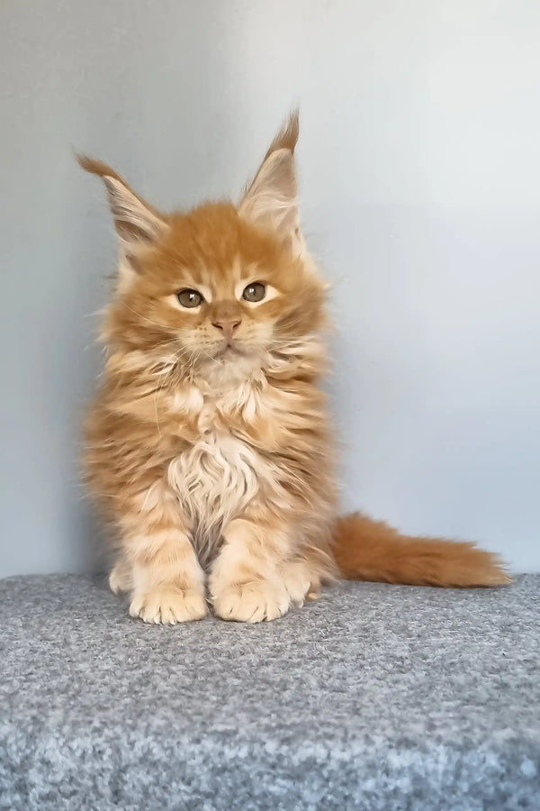 Genri | maine coon kitten