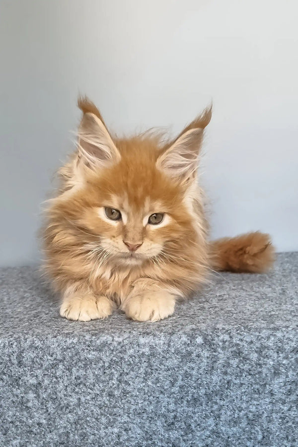 Genri | maine coon kitten