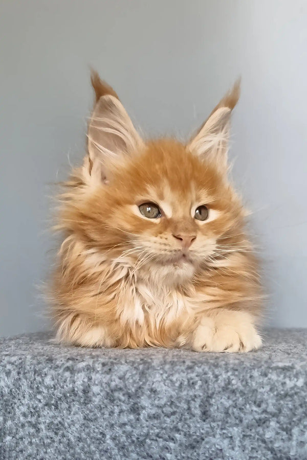 Genri | maine coon kitten
