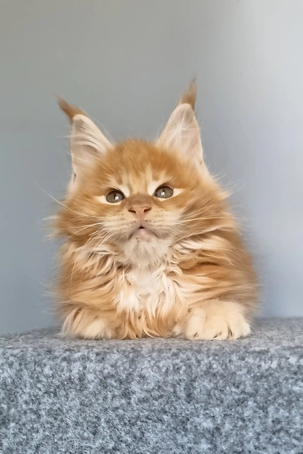 Genri | maine coon kitten