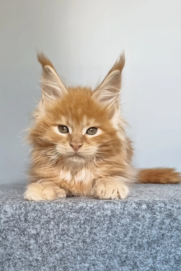 Genri | maine coon kitten