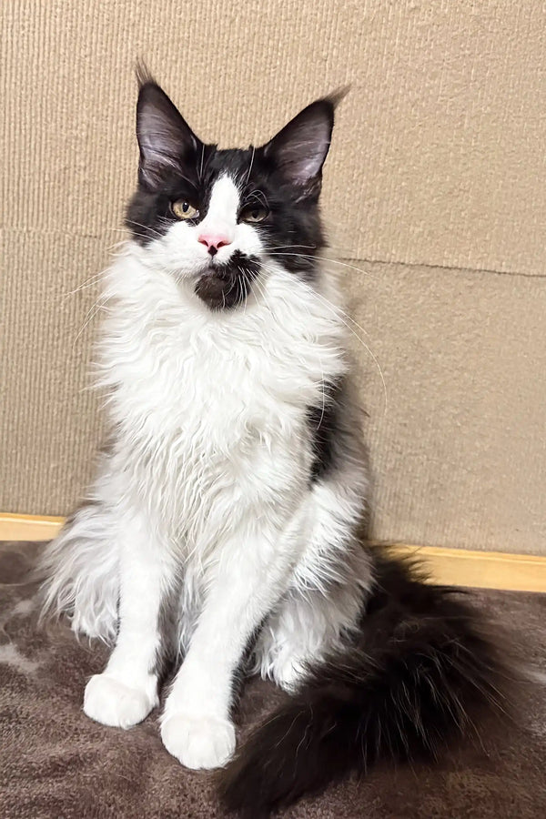 Black and white Maine Coon cat in the Gentleman Maine Coon Kitten product display