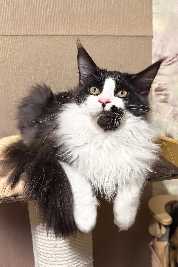 Black and white Maine Coon kitten from the Gentleman collection, cute and charming