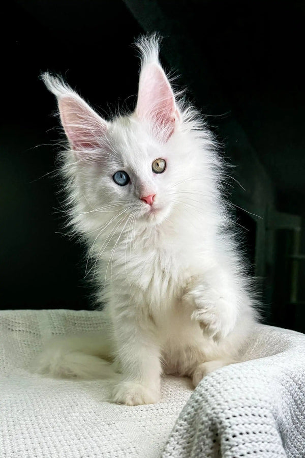 White fluffy Maine Coon kitten with blue eyes and pointed ears, adorable product shot