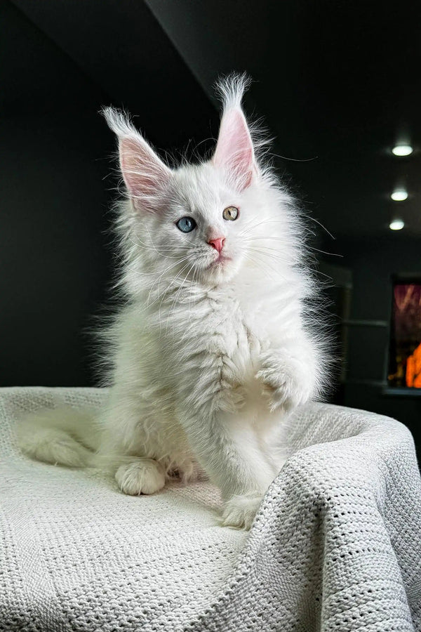 Fluffy Maine Coon kitten with pointed ears sitting on a textured surface