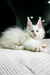 White fluffy Maine Coon kitten with bright blue eyes and cute pink ears