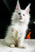 White fluffy Maine Coon kitten with blue eyes and cute ear tufts, named Gentleman