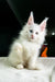 White fluffy Maine Coon kitten with pointed ears and bright eyes, perfect for cuddles