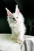 Fluffy white Maine Coon kitten with bright blue eyes and tufted ears