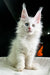 White fluffy Maine Coon kitten with striking blue eyes and cute ear tufts