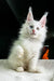 White fluffy Maine Coon kitten with pointed ears and bright eyes, perfect for any home