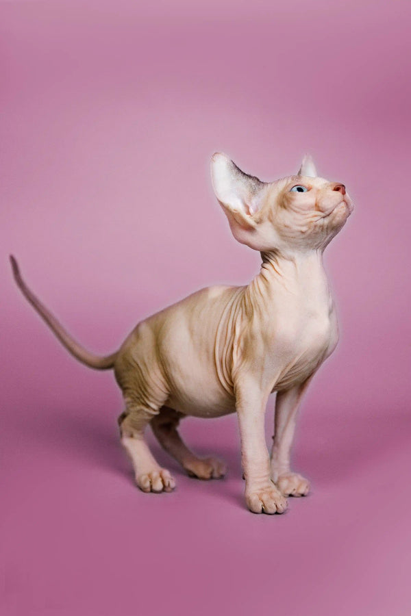 Hairless Sphynx Cats & Kittens for Sale Geo | Kitten