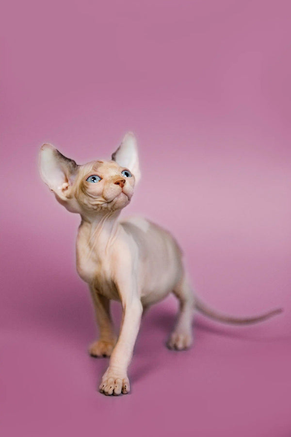 Hairless Sphynx Cats & Kittens for Sale Geo | Kitten