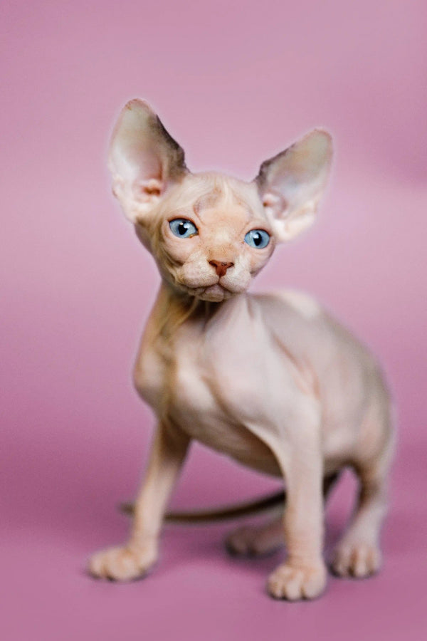 Hairless Sphynx Cats & Kittens for Sale Geo | Kitten