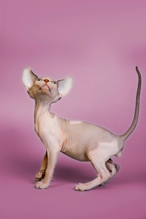 Sphynx kitten with big ears gazing up against a cute pink background