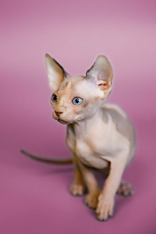 Cute Hairless Sphynx kitten with big ears and blue eyes in the Geo Sphynx Kitten product