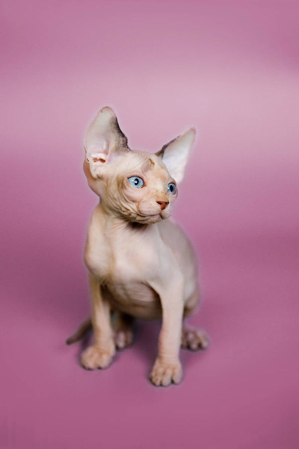 Adorable Hairless Sphynx kitten with bright blue eyes sitting upright in Geo product