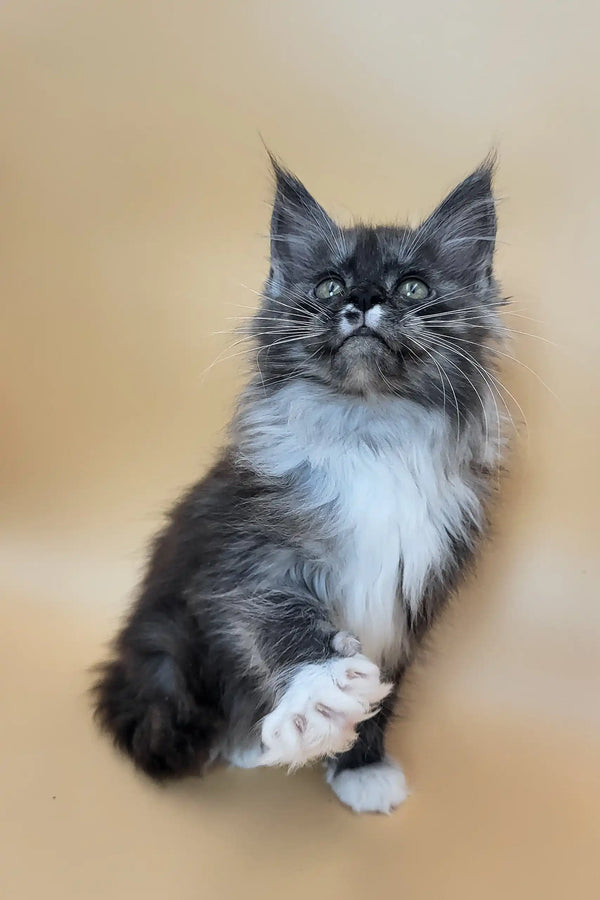 Georgia | maine coon kitten