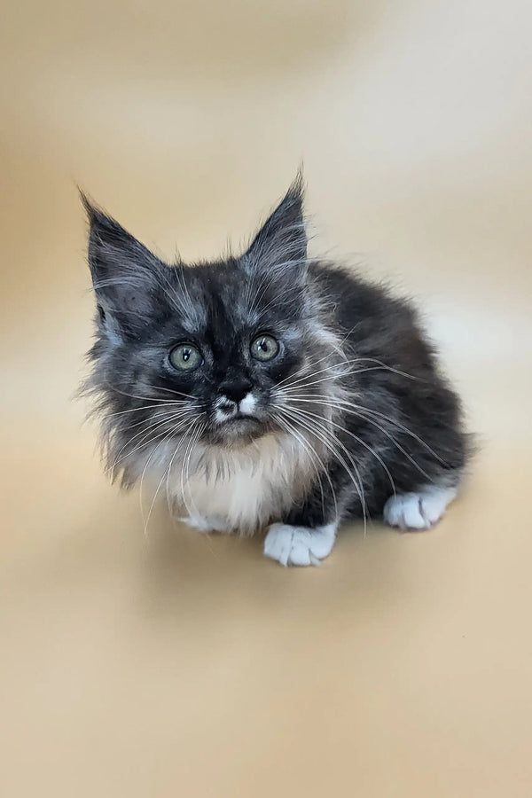Georgia | maine coon kitten