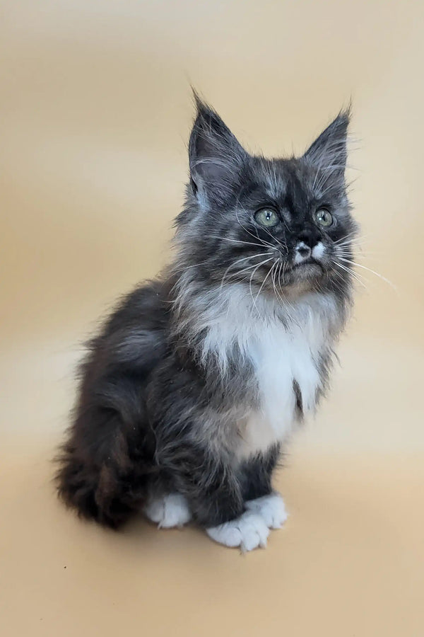 Georgia | maine coon kitten