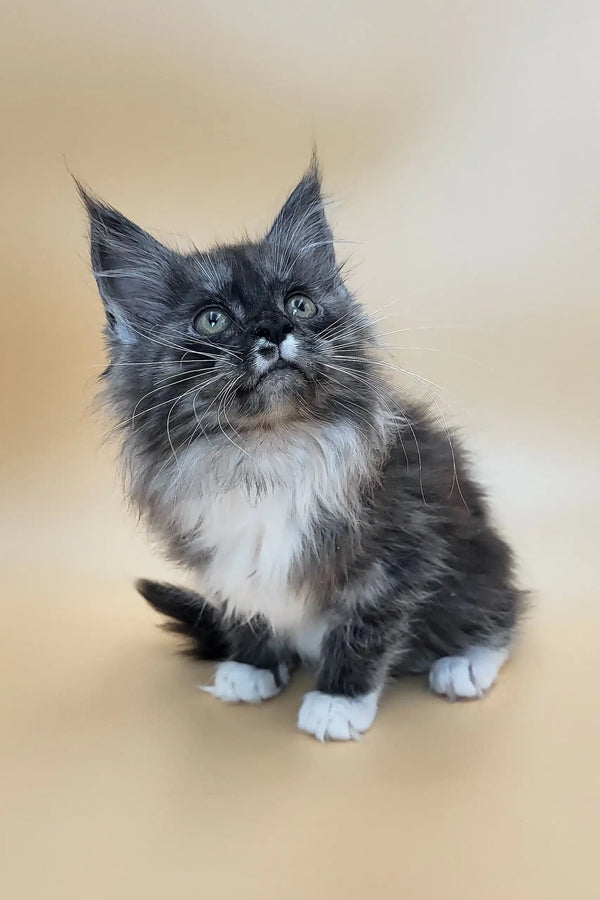 Georgia | maine coon kitten