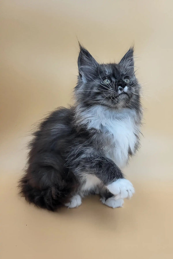 Georgia | maine coon kitten