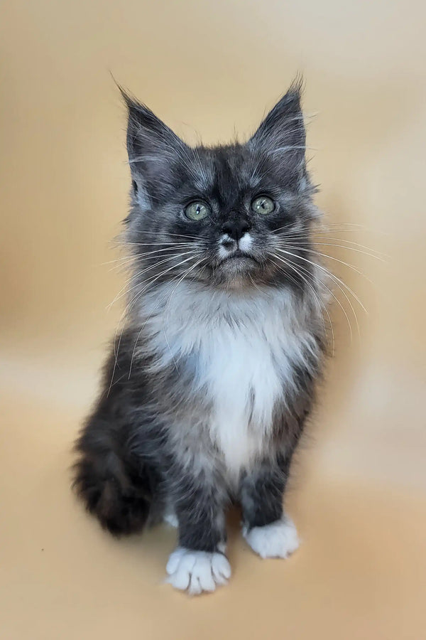 Georgia | maine coon kitten